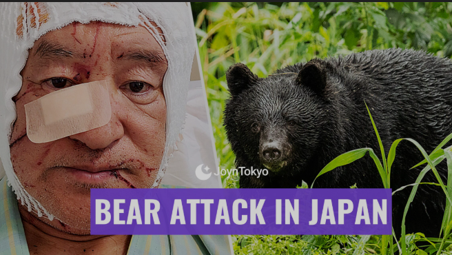 Serangan Beruang Guncang Jepang, 12 Orang Tewas, Militer Dikerahkan